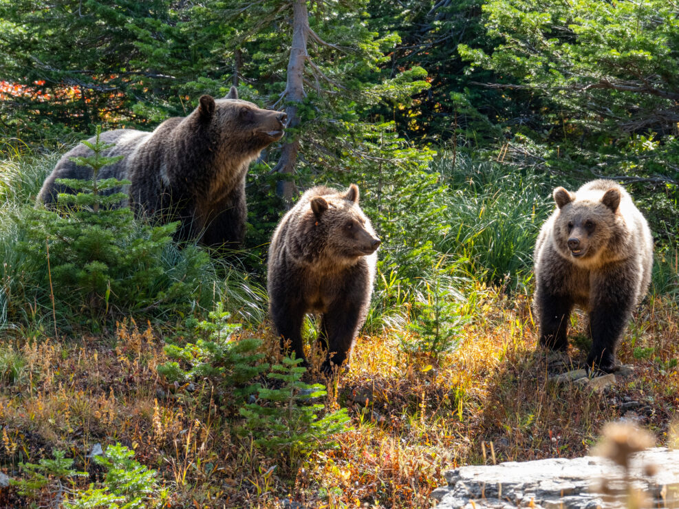 Grizzly bears in Glacier NP