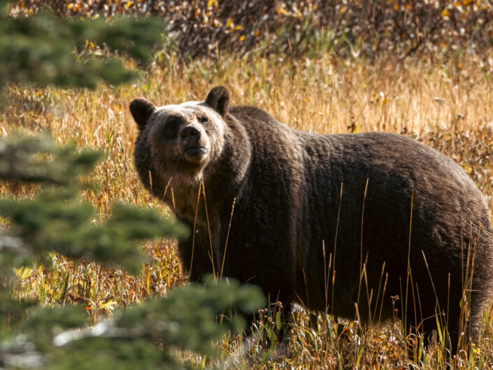 Grizzly in Glacier NP