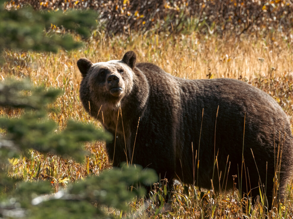 Grizzly in Glacier NP