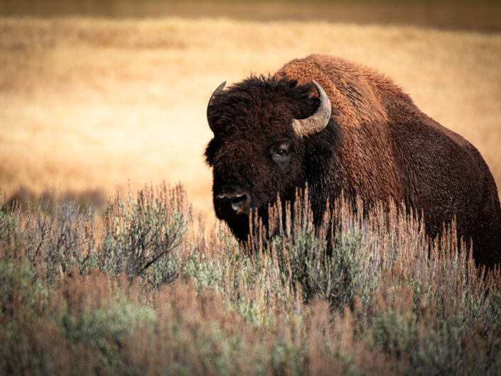 Bison in Yellowstone NP