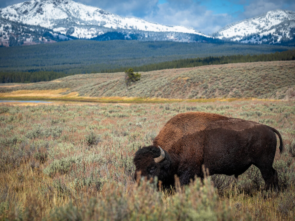 Bison in Yellowstone NP