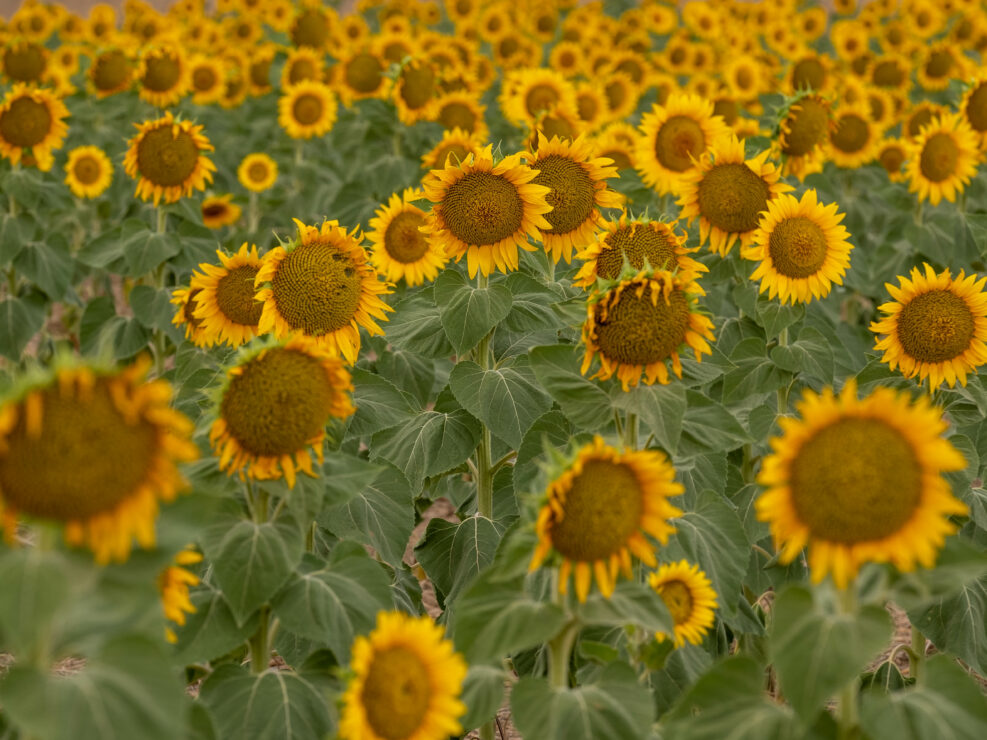 Sunflowers